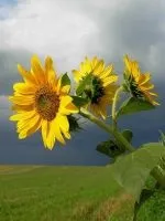 Бульбашки на калюжах під час дощу