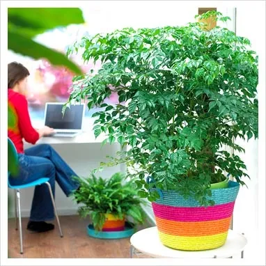 Радермахера - особливості догляду та розведення, greenhome (догляду) Радермахера - особливості догляду та розведення, greenhome