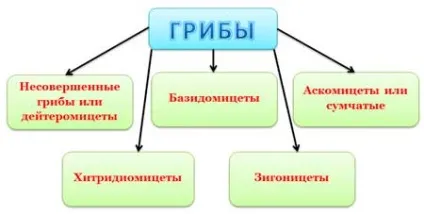 розмноження грибів
