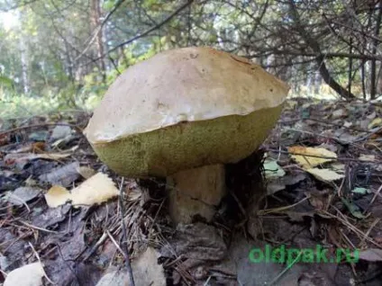 розмноження грибів
