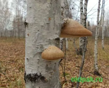 розмноження грибів