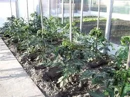 Різновиди помідорів як зрозуміти анонси на пакетиках (різновиди) Різновиди помідорів як зрозуміти анонси на пакетиках