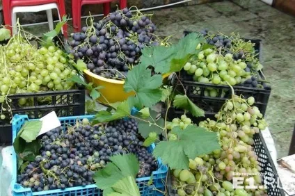 Репортаж з теплиці як дешеві троянди з Алапаєвська витісняють з ринку конкуренток з Еквадору (троянди) Репортаж з теплиці як дешеві троянди з Алапаєвська витісняють з ринку конкуренток з Еквадору