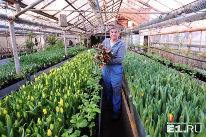 Репортаж з теплиці як дешеві троянди з Алапаєвська витісняють з ринку конкуренток з Еквадору (Еквадор) Репортаж з теплиці як дешеві троянди з Алапаєвська витісняють з ринку конкуренток з Еквадору