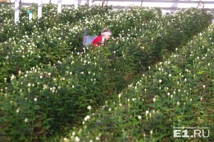 Репортаж з теплиці як дешеві троянди з Алапаєвська витісняють з ринку конкуренток з Еквадору (теплиці) Репортаж з теплиці як дешеві троянди з Алапаєвська витісняють з ринку конкуренток з Еквадору