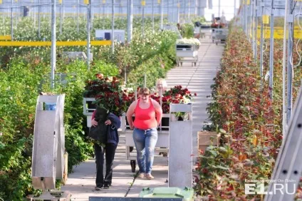 Репортаж з теплиці як дешеві троянди з Алапаєвська витісняють з ринку конкуренток з Еквадору (Еквадор) Репортаж з теплиці як дешеві троянди з Алапаєвська витісняють з ринку конкуренток з Еквадору