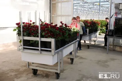 Репортаж з теплиці як дешеві троянди з Алапаєвська витісняють з ринку конкуренток з Еквадору (теплиці) Репортаж з теплиці як дешеві троянди з Алапаєвська витісняють з ринку конкуренток з Еквадору