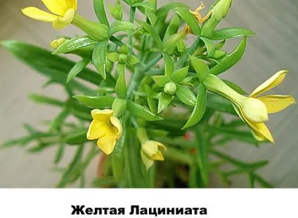 Різновиди каланхое - фото і назви, Розалін, відео