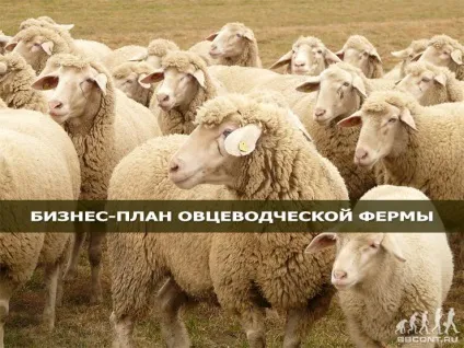 Розведення овець як бізнес (кошара) Розведення овець як бізнес