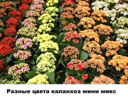 Різновиди каланхое - фото і назви, Розалін, відео