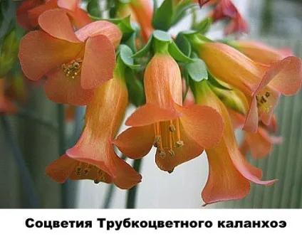 Різновиди каланхое - фото і назви, Розалін, відео