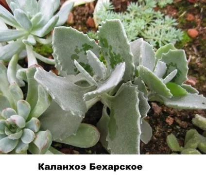 Різновиди каланхое - фото і назви, Розалін, відео