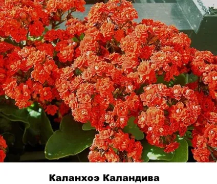Різновиди каланхое - фото і назви, Розалін, відео