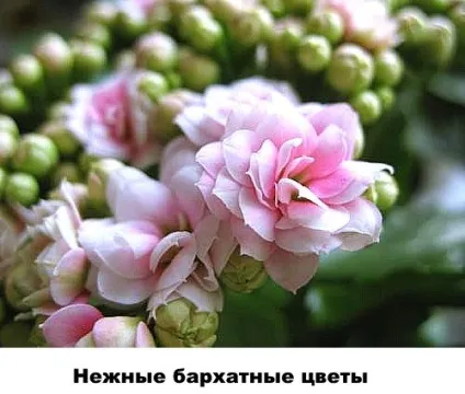 Різновиди каланхое - фото і назви, Розалін, відео