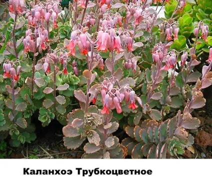 Різновиди каланхое - фото і назви, Розалін, відео