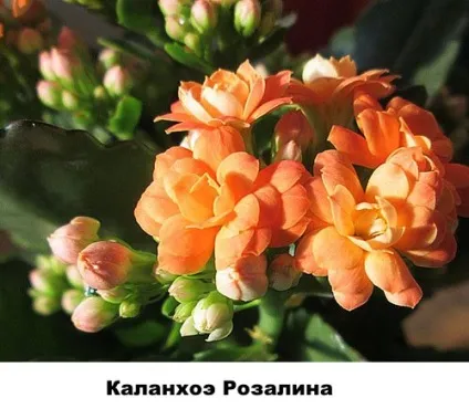 Різновиди каланхое - фото і назви, Розалін, відео