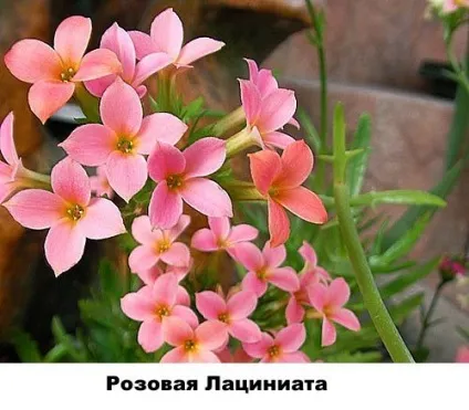 Різновиди каланхое - фото і назви, Розалін, відео
