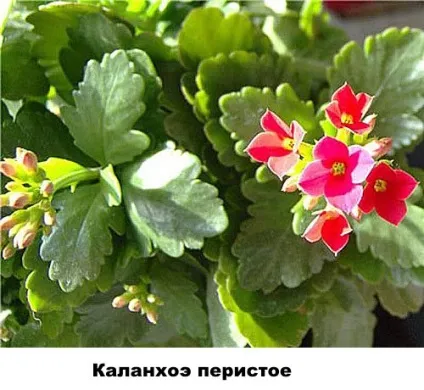 Різновиди каланхое - фото і назви, Розалін, відео