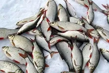 Рецепти прикормки для риболовлі своїми руками