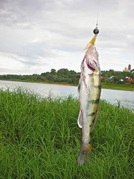 Риболовля на берша весна, літо, осінь (осінь) Риболовля на берша весна, літо, осінь