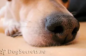 Риніт у собак симптоми, лікування