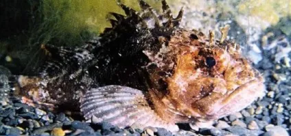 Рокфішінг на чорному морі - все про лов риби (чорному) Рокфішінг на чорному морі - все про лов риби