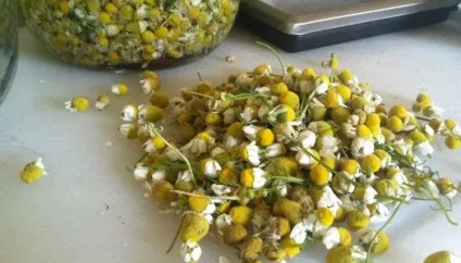 Ромашка для немовлят від кашлю (кашлю) Ромашка для немовлят від кашлю