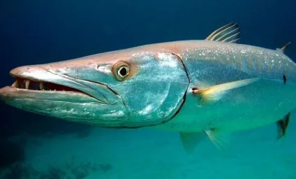 Риби Таїланду фото, середовище проживання і рибалка (риби) Риби Таїланду фото, середовище проживання і рибалка