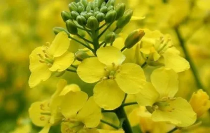 Рижієву масло - користь і шкода (ложка Рижикова масла) Рижієву масло - користь і шкода