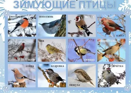 Малювання птахів олівцем в старшій - підготовчій групі дитячого садка поетапно з фото (голови овал тулуба) Малювання птахів олівцем в старшій - підготовчій групі дитячого садка поетапно з фото