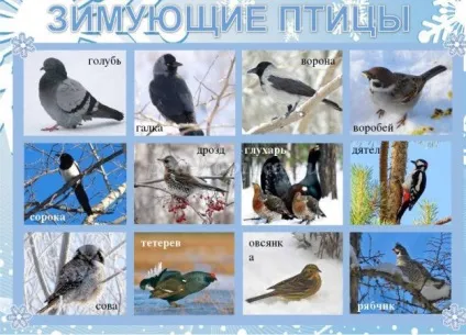 Малювання птахів олівцем в старшій - підготовчій групі дитячого садка поетапно з фото (малювання) Малювання птахів олівцем в старшій - підготовчій групі дитячого садка поетапно з фото
