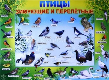 Малювання птахів олівцем в старшій - підготовчій групі дитячого садка поетапно з фото (виймаємо копіювальний папір) Малювання птахів олівцем в старшій - підготовчій групі дитячого садка поетапно з фото