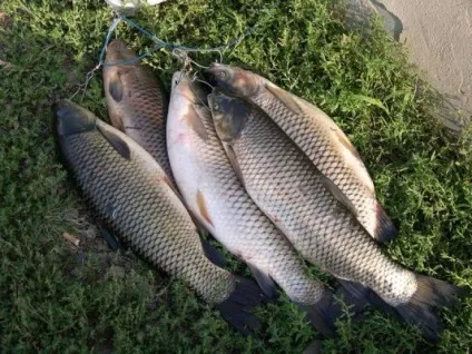 Риболовля на азовському морі-яка риба ловиться на азовському морі (рибалка на азовському морі) Риболовля на азовському морі-яка риба ловиться на азовському морі