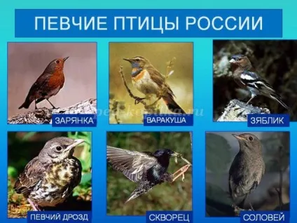 Малювання птахів олівцем в старшій - підготовчій групі дитячого садка поетапно з фото (виймаємо копіювальний папір) Малювання птахів олівцем в старшій - підготовчій групі дитячого садка поетапно з фото