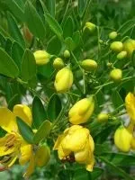 Пшеничні висівки для схуднення (схуднення) Пшеничні висівки для схуднення
