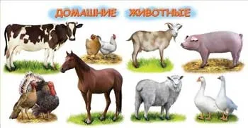 Пуллороз птахів, omedvet