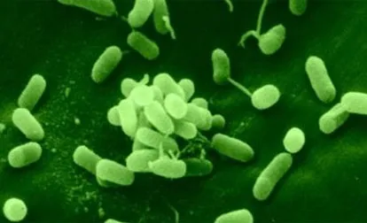Псевдомонади (pseudomonas)
