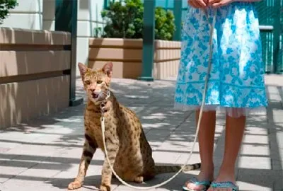 Найбільші в світі коти - мейн кун, ашера і інші (коти) Найбільші в світі коти - мейн кун, ашера і інші