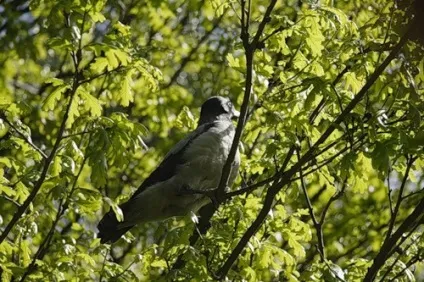 Сіра ворона (corvus cornix) - опис, поведінку, зміст в будинку (сіра) Сіра ворона (corvus cornix) - опис, поведінку, зміст в будинку