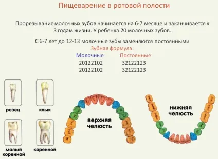 З чого починається травлення (розщеплення крохмалю) З чого починається травлення