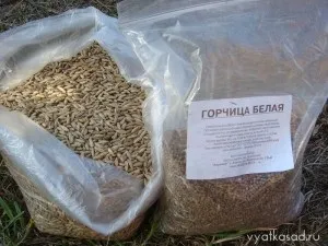 Сидерати перша допомога при ґрунтовтоми, вятский сад (допомога) Сидерати перша допомога при ґрунтовтоми, вятский сад