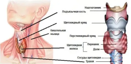 Щитовидна залоза у чоловіків, її відмінність від жіночого органу, особливості функціонування та перебігу