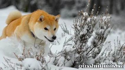 Шиба іну