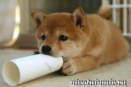 Шиба іну