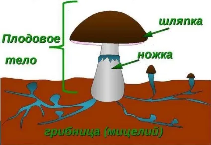 Шапинкових грибів будова плодового тіла і його функції, розвиток, як утворюються спори, види, (тіла) Шапинкових грибів будова плодового тіла і його функції, розвиток, як утворюються спори, види,