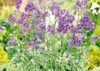 Синюха (полемоніум) види з фото, вирощування, догляд, розмноження (фото) Синюха (полемоніум) види з фото, вирощування, догляд, розмноження