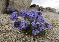 Синюха (полемоніум) види з фото, вирощування, догляд, розмноження (полемоніум) Синюха (полемоніум) види з фото, вирощування, догляд, розмноження