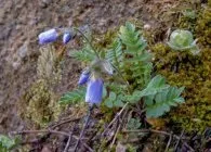 Синюха (полемоніум) види з фото, вирощування, догляд, розмноження (полемоніум) Синюха (полемоніум) види з фото, вирощування, догляд, розмноження