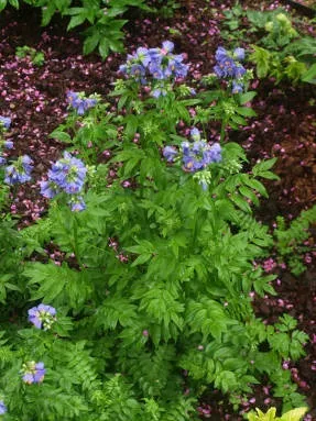 Синюха блакитна вирощування і застосування (Синюха блакитна Polemonium) Синюха блакитна вирощування і застосування