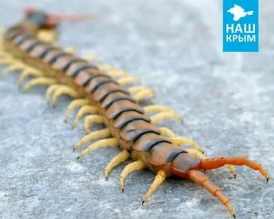 Сколопендра кримська в будинку як позбутися (позбутися) Сколопендра кримська в будинку як позбутися